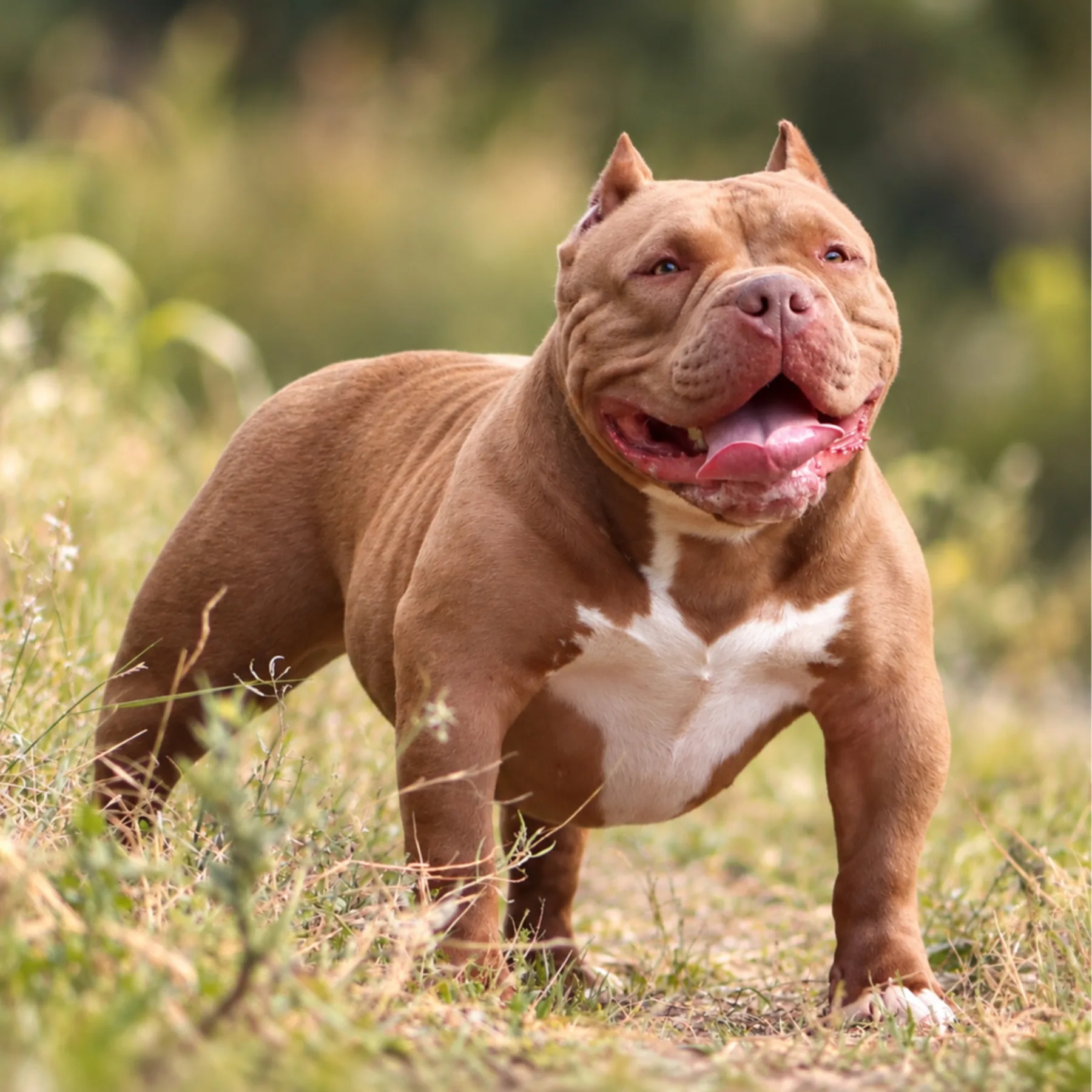 Superbe femelle American Bully couleur chocolat avec une morphologie harmonieuse et musclée digne des meilleurs lignée de France