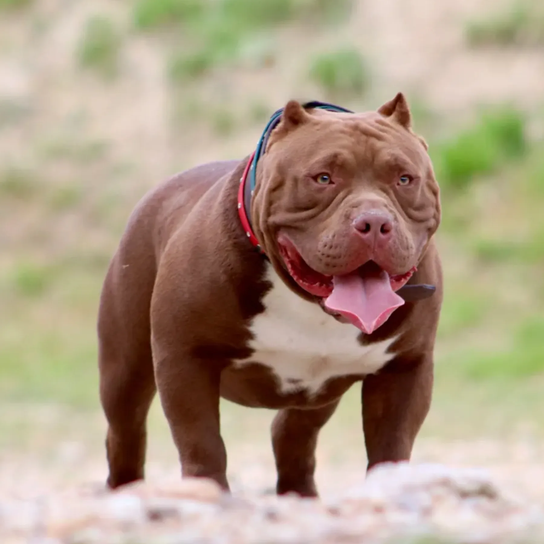 American Bully couleur chocolat dark avec une expression attentive et une belle construction compacte.