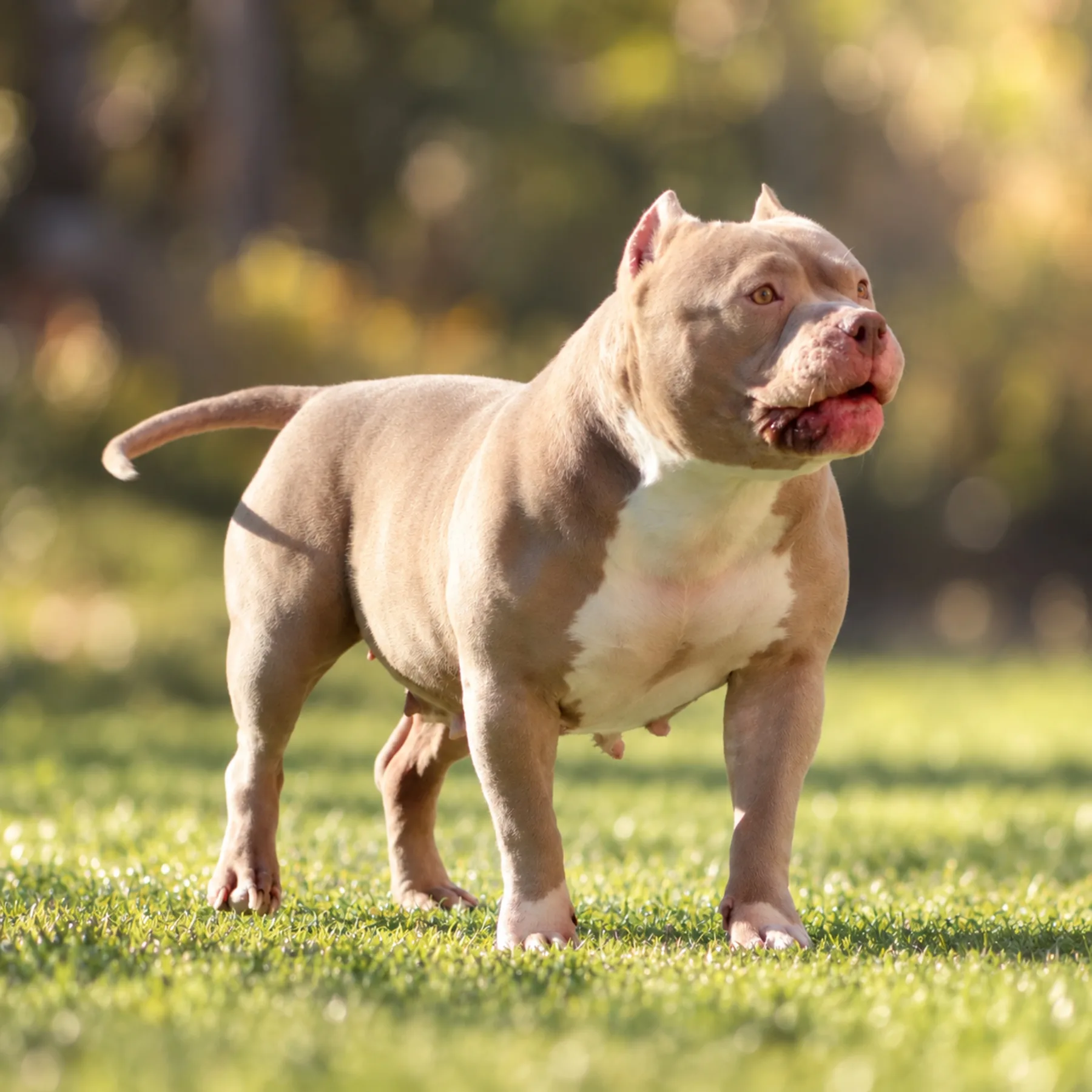 Femelle American Bully champagne avec une morphologie puissante et équilibrée issue des meilleurs lignée de France