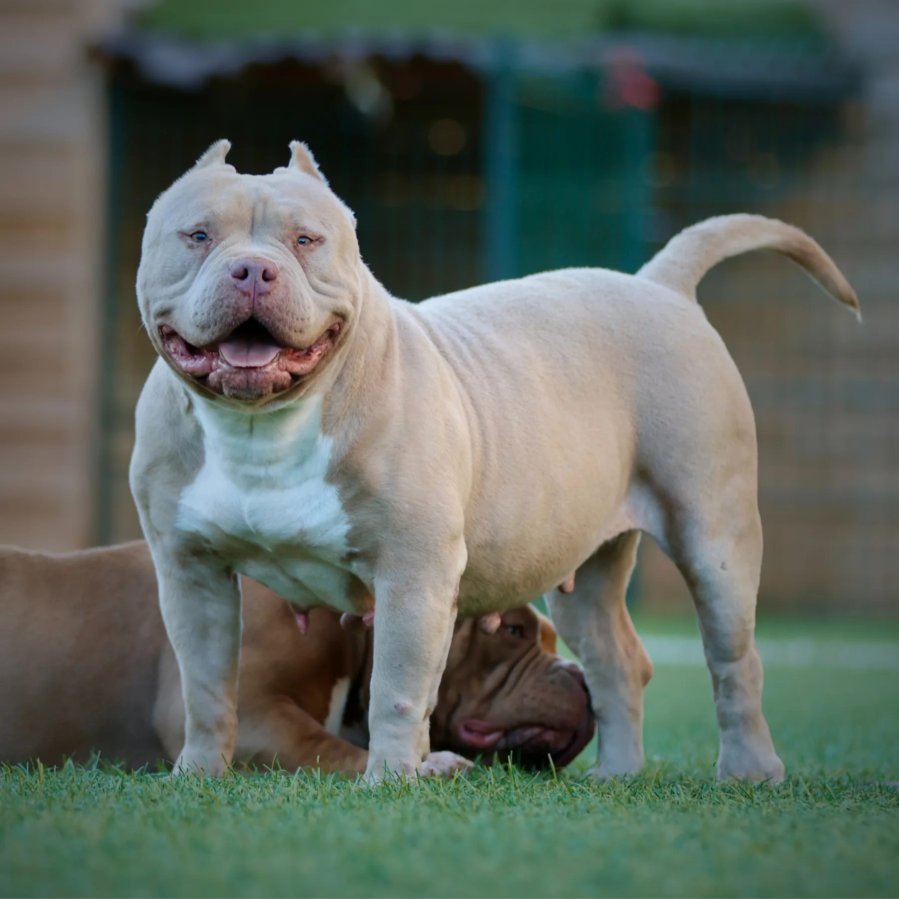 Magnifique femelle American Bully couleur champagne petite fille du grand champion mondial meilleur femelle de France
