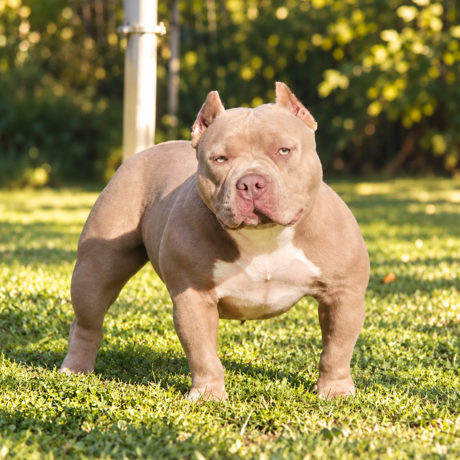 American bully Pocket femelle dans le jardin sur le gazon meilleur lignée de France issue d'une lignée de grand champion mondial