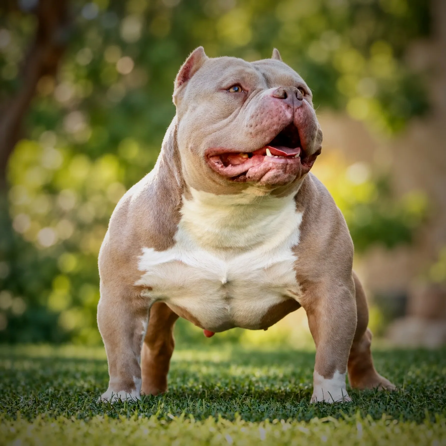 Mâle American Bully couleur champagne tri lilac compacte avec une structure équilibrée typique du Bully des meilleur lignée de France