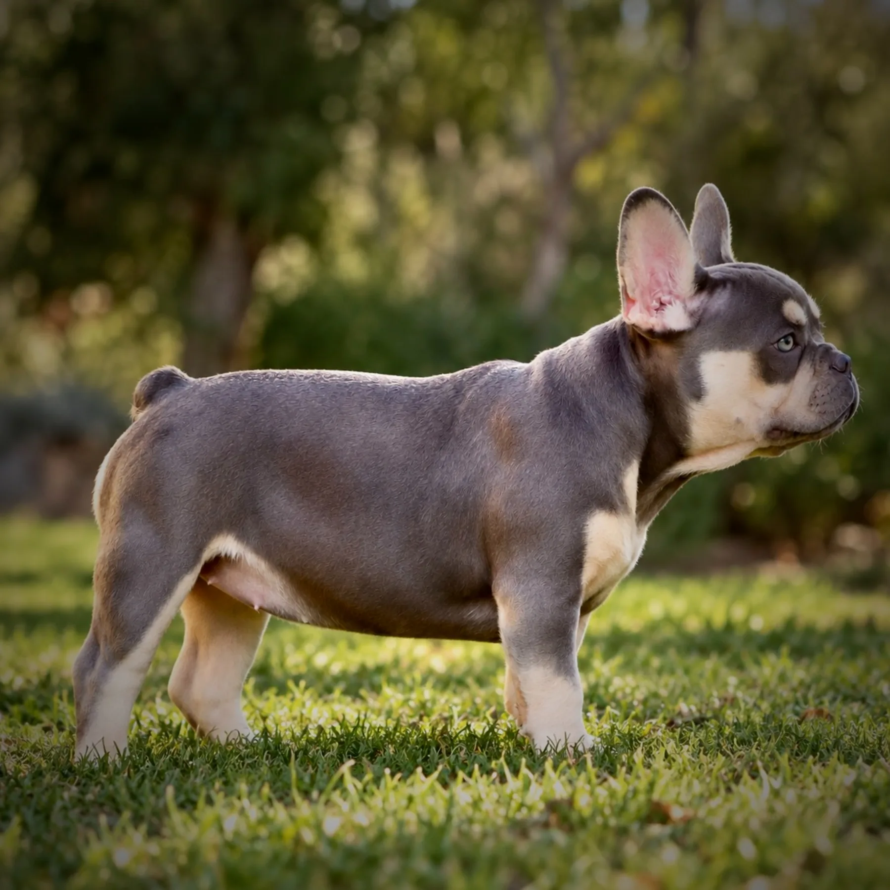 Bouledogue Français
